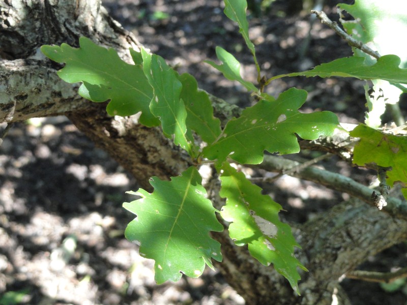Quercus wutaishanica