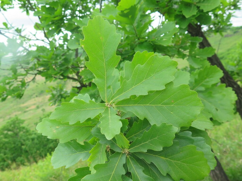 Quercus wutaishanica photo 2