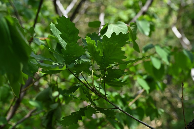 Quercus wutaishanica photo 3