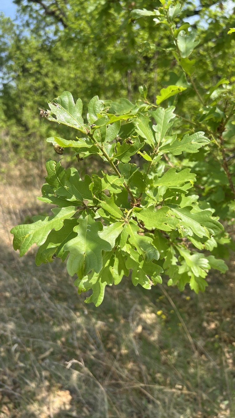 Quercus wutaishanica photo 4