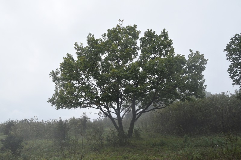 Quercus wutaishanica photo 5