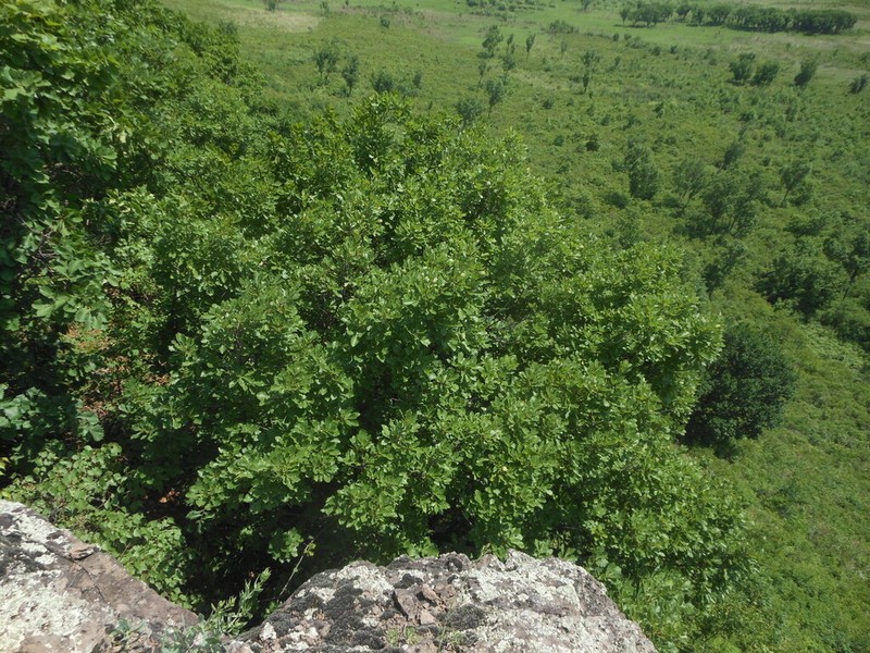 Quercus wutaishanica photo 6