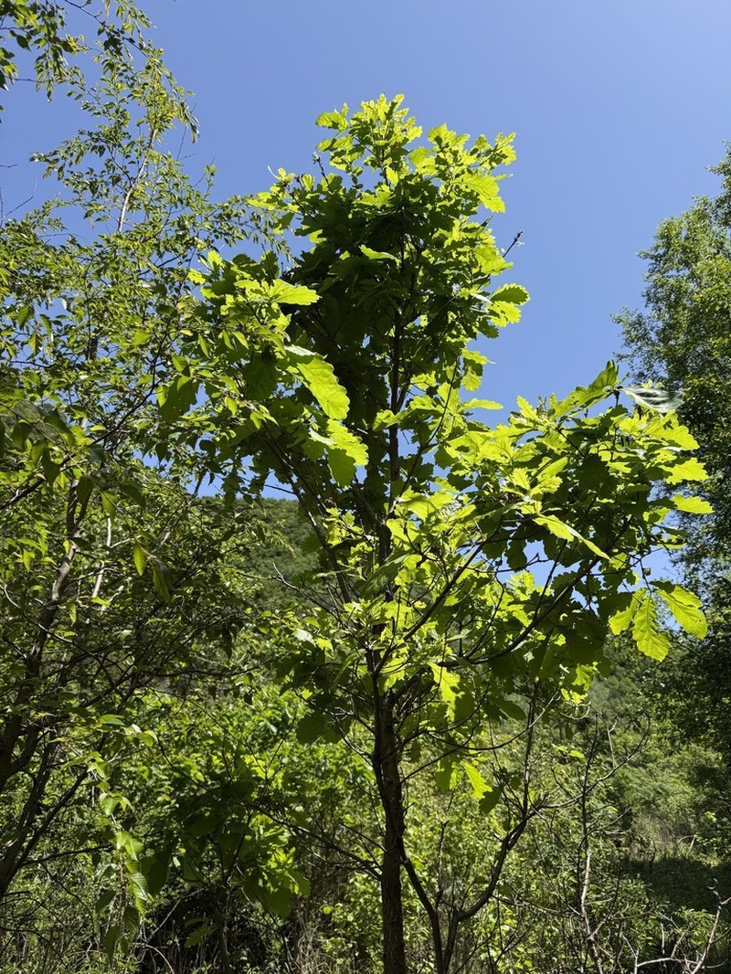 Quercus wutaishanica photo 7