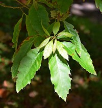 Quercus xalapensis