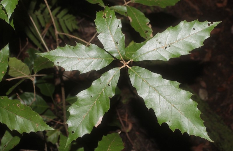 Quercus xalapensis photo 2