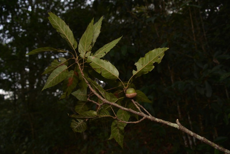 Quercus xalapensis photo 3