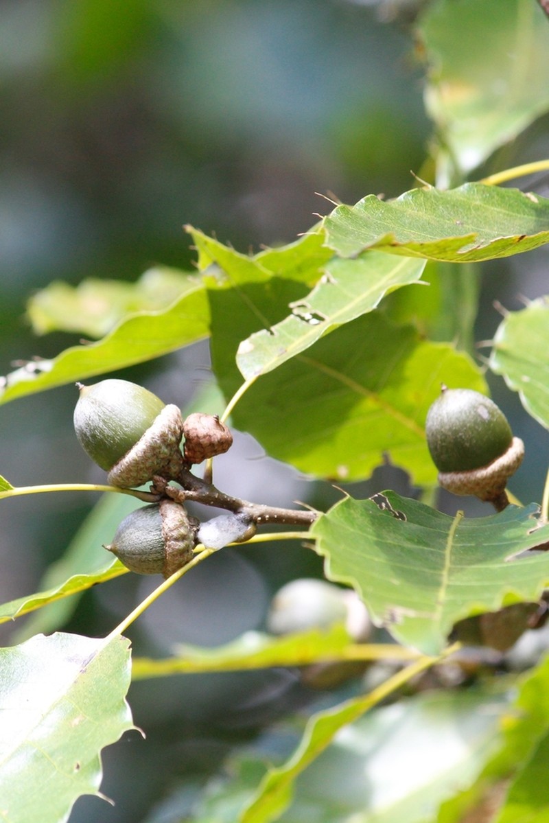 Quercus xalapensis photo 4