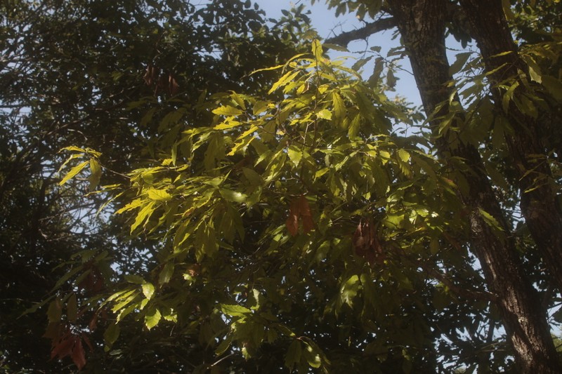 Quercus xalapensis photo 5