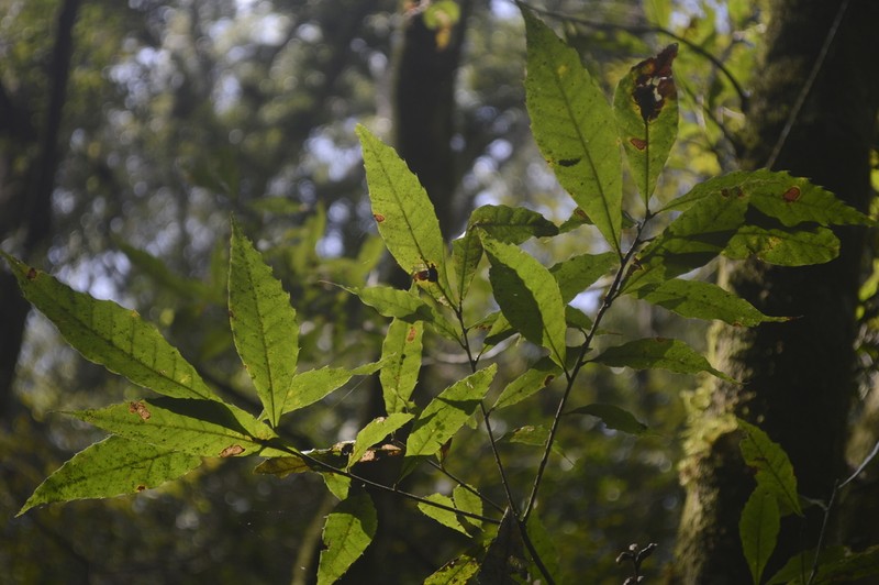 Quercus xalapensis photo 6