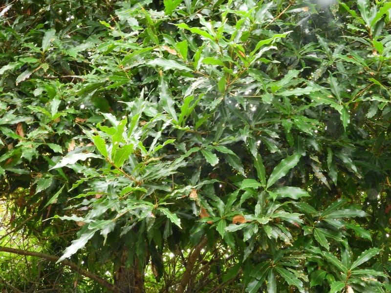 Quercus xalapensis photo 7