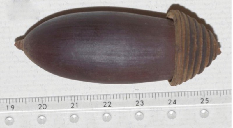 Quercus xuanlienensis