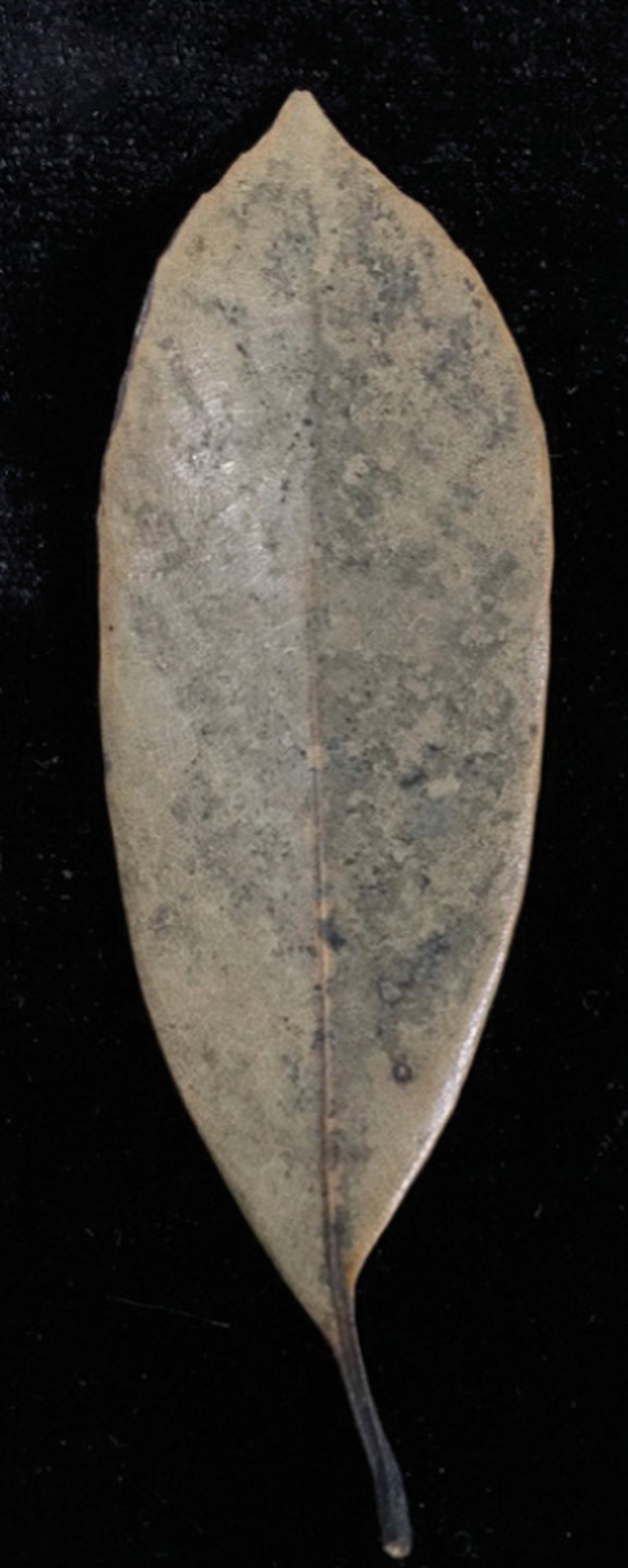 Quercus xuanlienensis photo 2