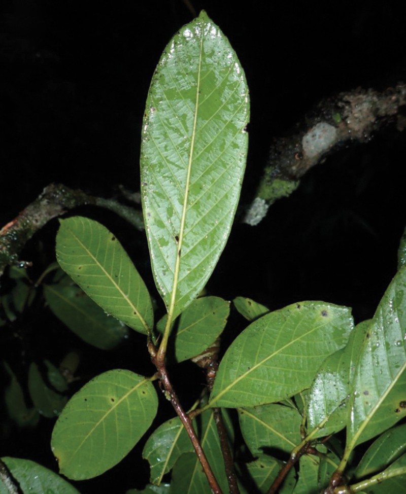 Quercus xuanlienensis photo 3