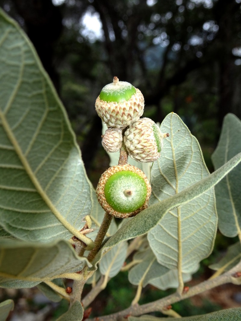 Quercus xylina