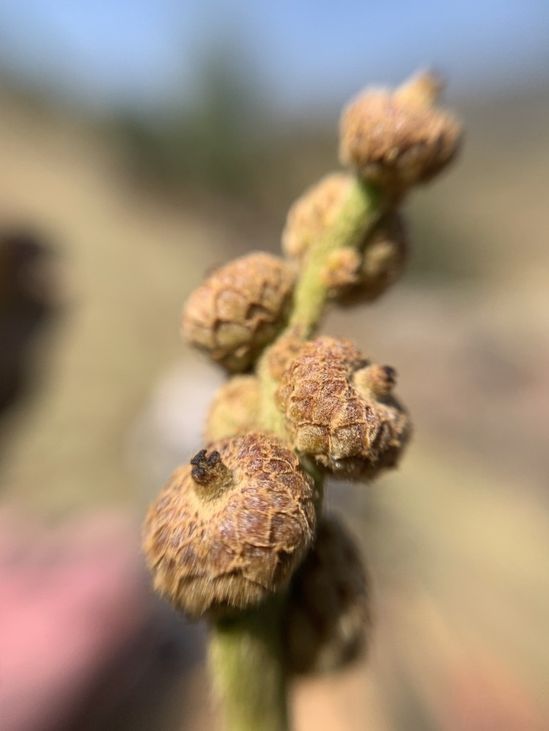 Quercus xylina photo 2