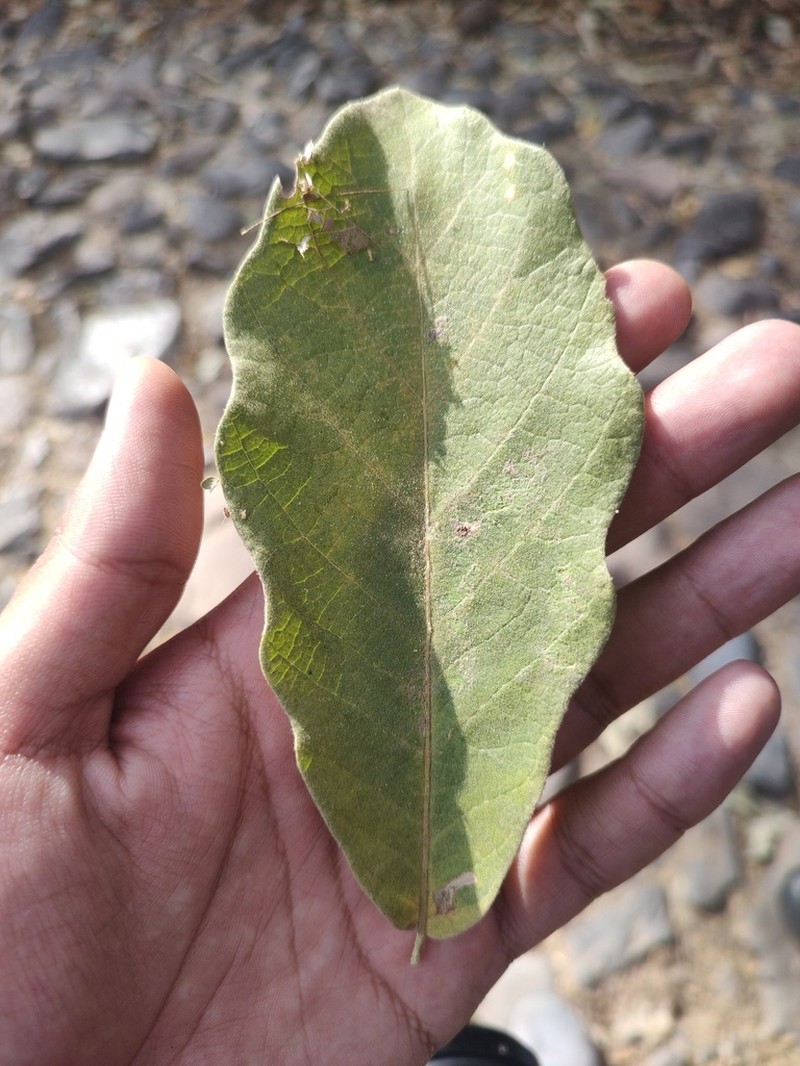 Quercus xylina photo 3