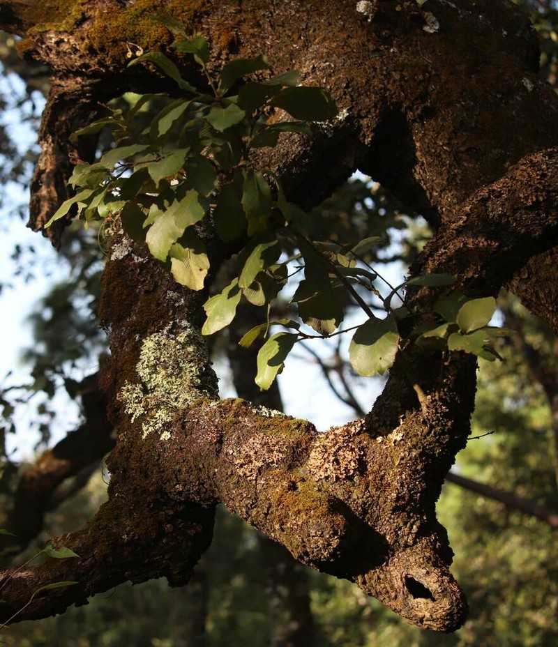 Quercus xylina photo 4