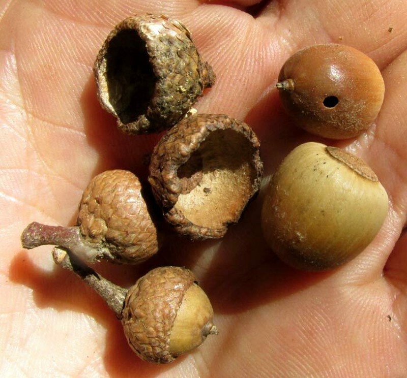 Quercus xylina photo 5