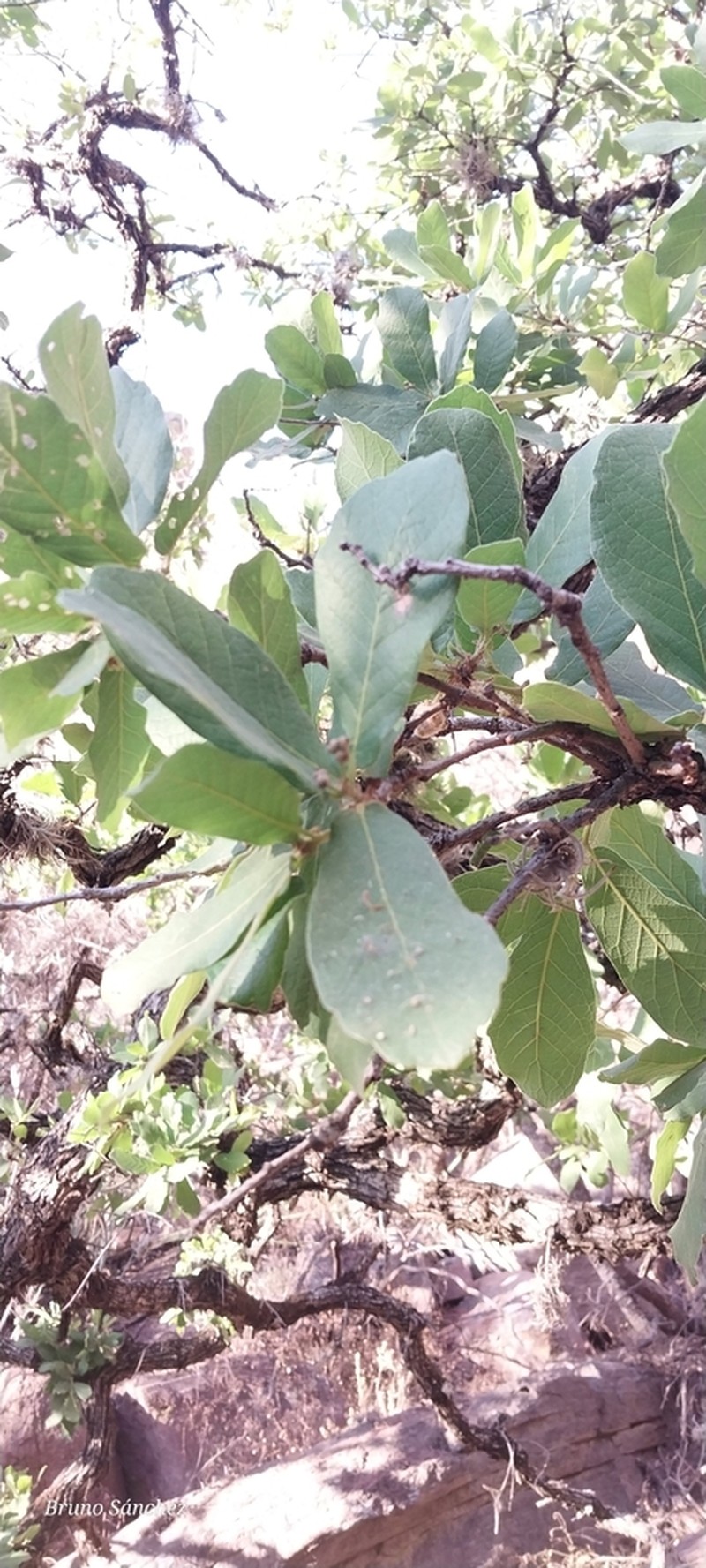 Quercus xylina photo 6