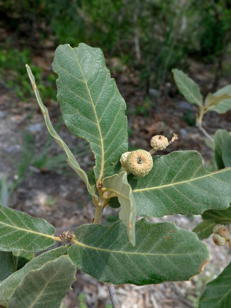 Quercus xylina photo 7