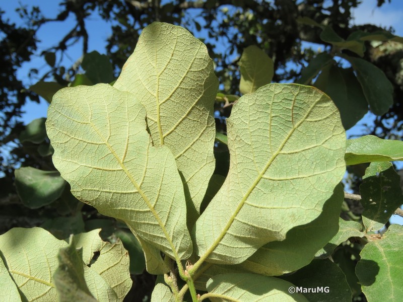 Quercus xylina photo 8