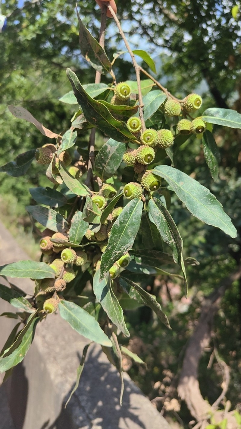 Quercus yiwuensis