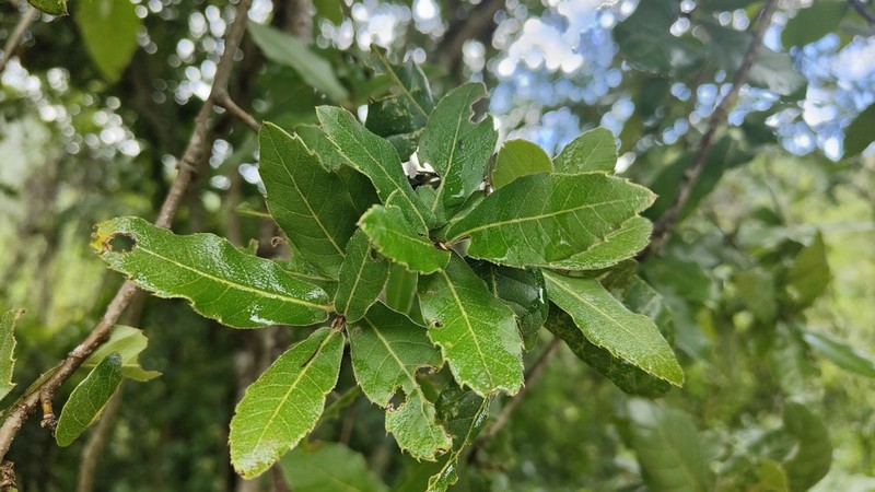 Quercus yiwuensis photo 2