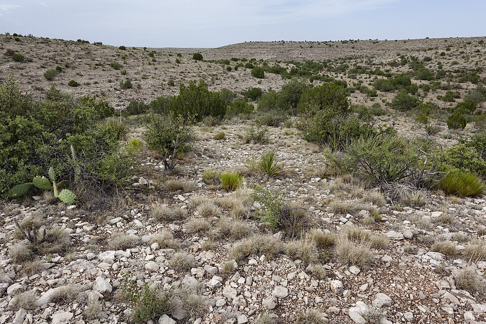 False Sand Post Oak photo 4