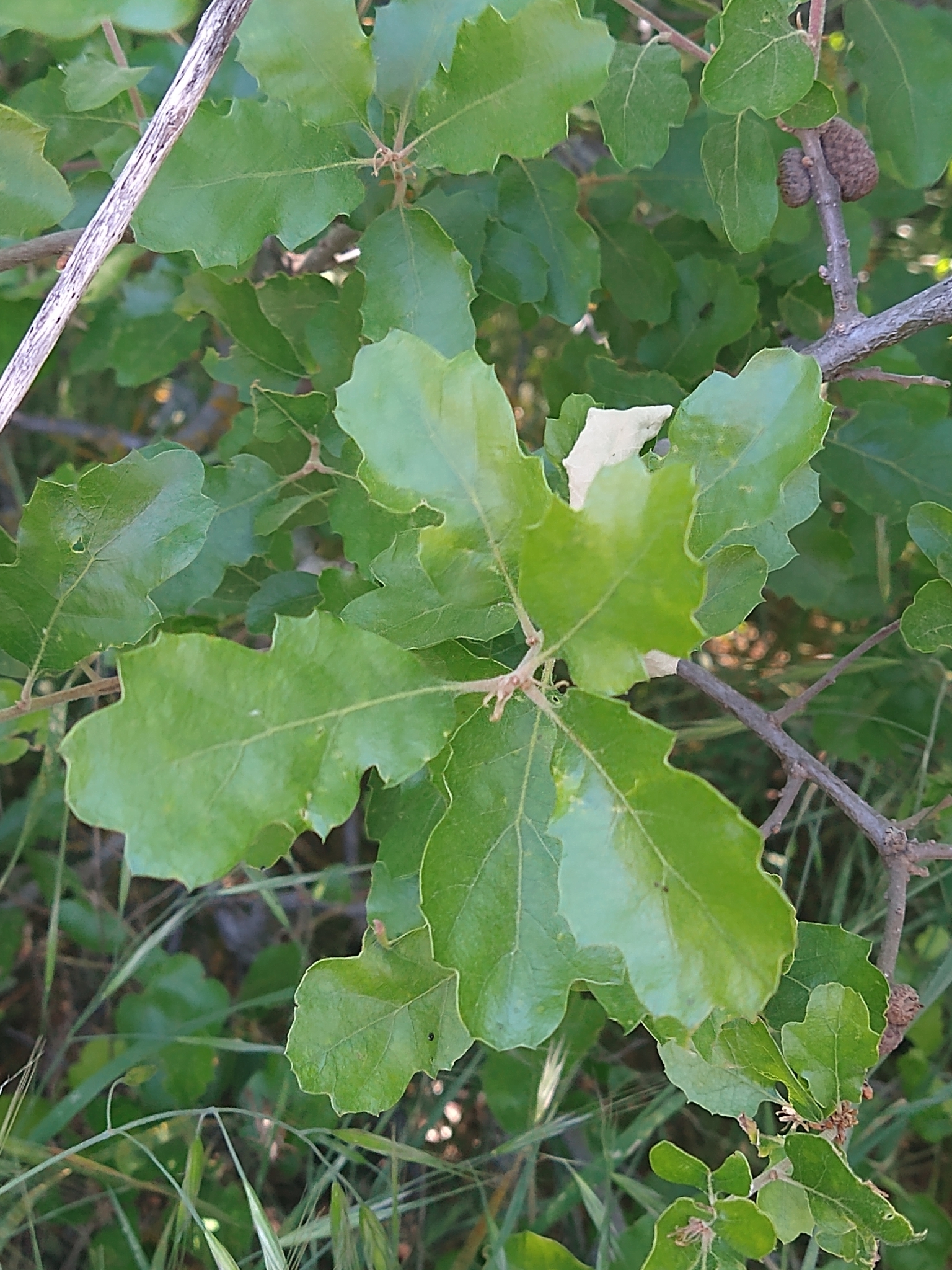 Hybrid Oak