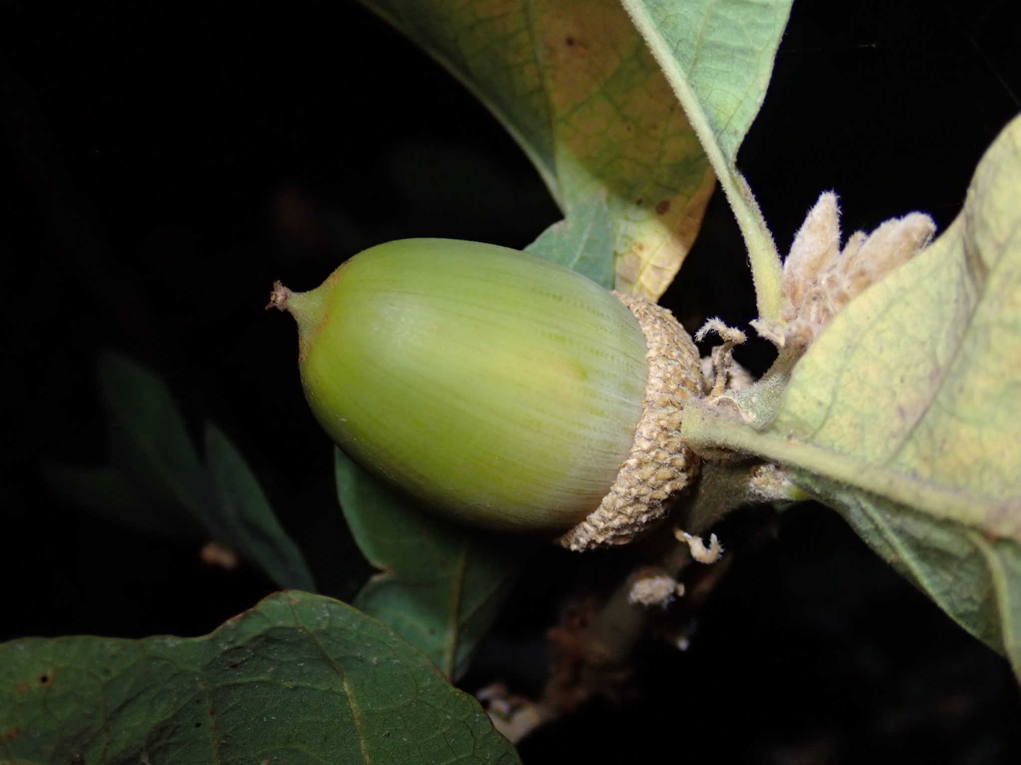 hybrid oak photo 2