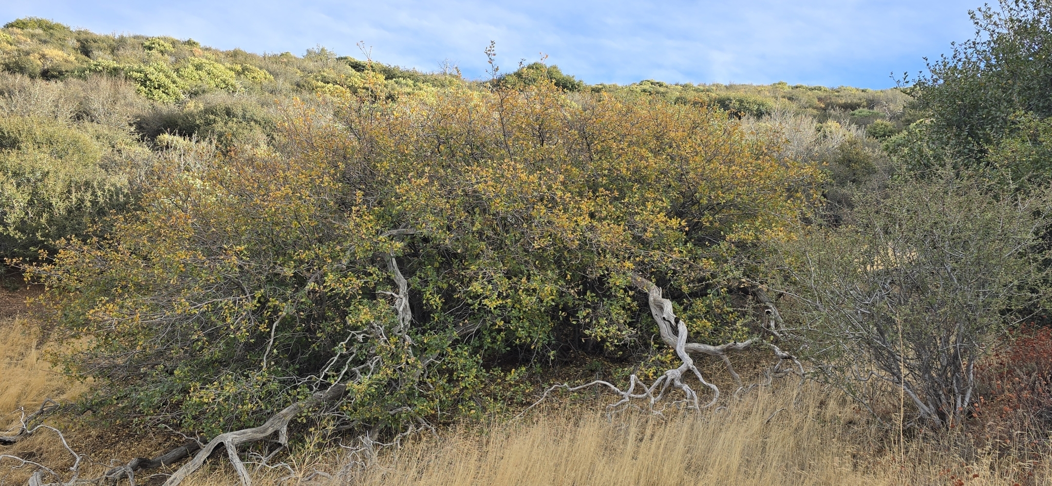 hybrid oak photo 3