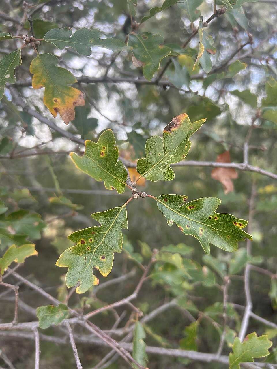 hybrid oak photo 4