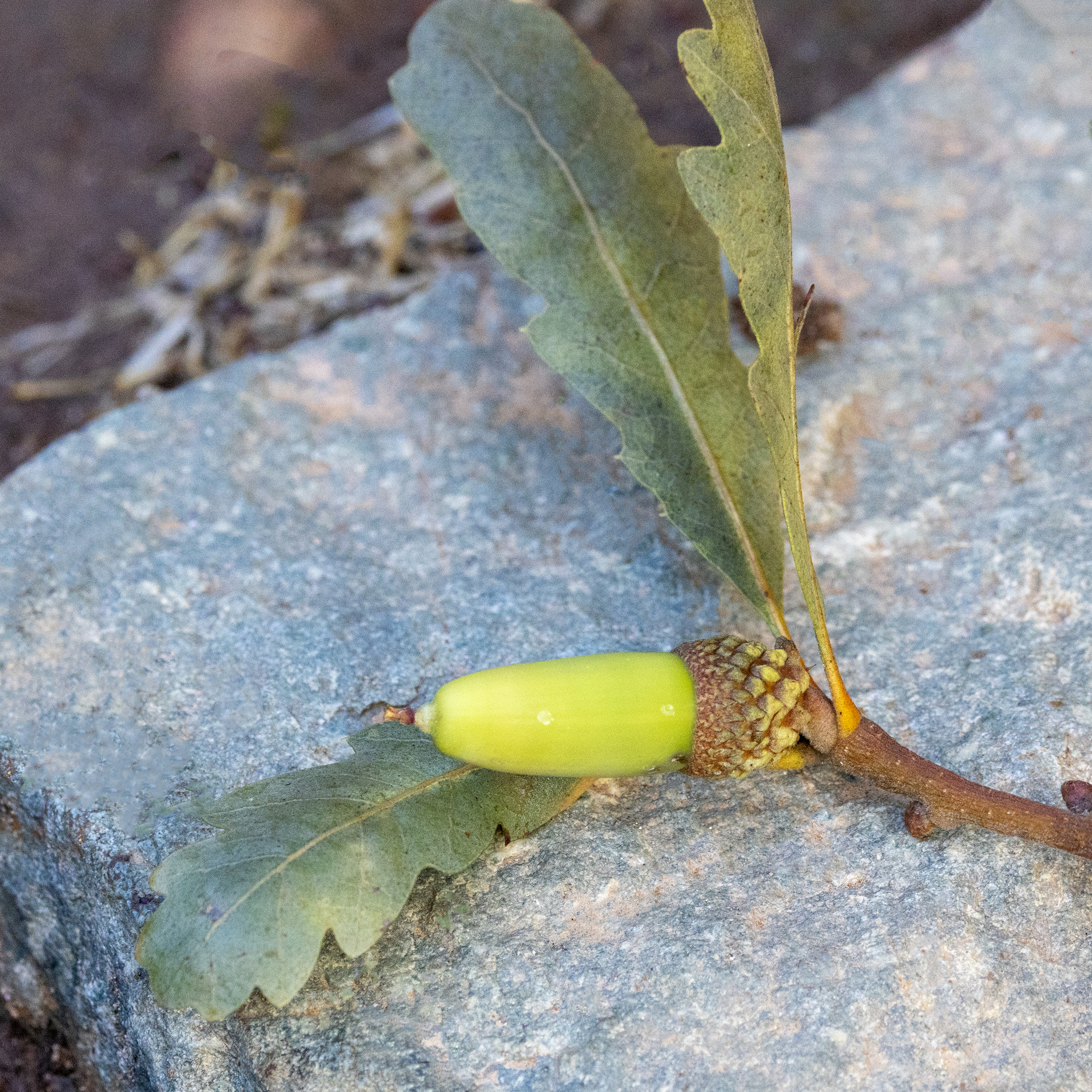 hybrid oak photo 3