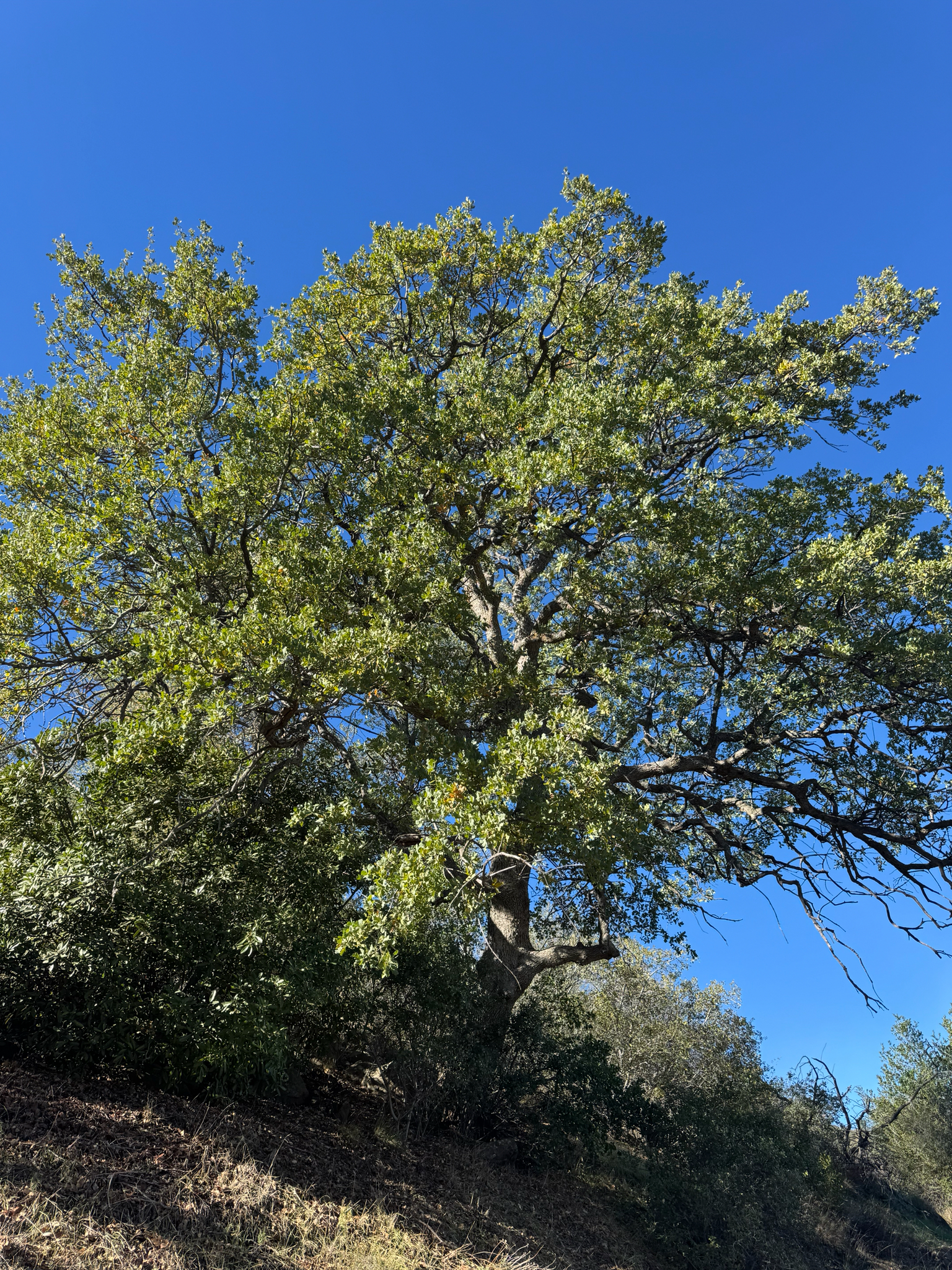 hybrid oak photo 4