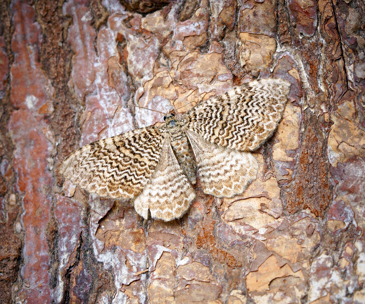 Quercus pauciloba