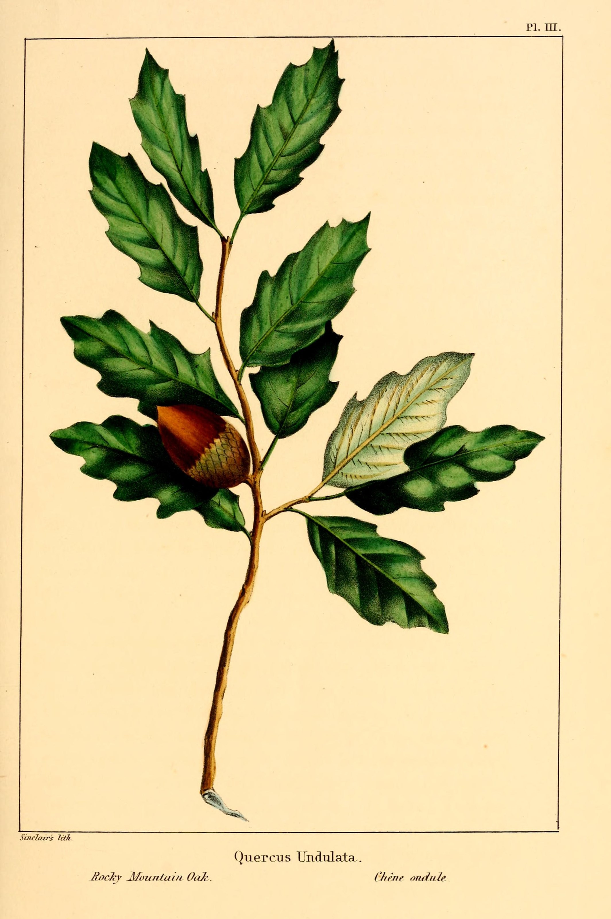 Quercus pauciloba photo 7