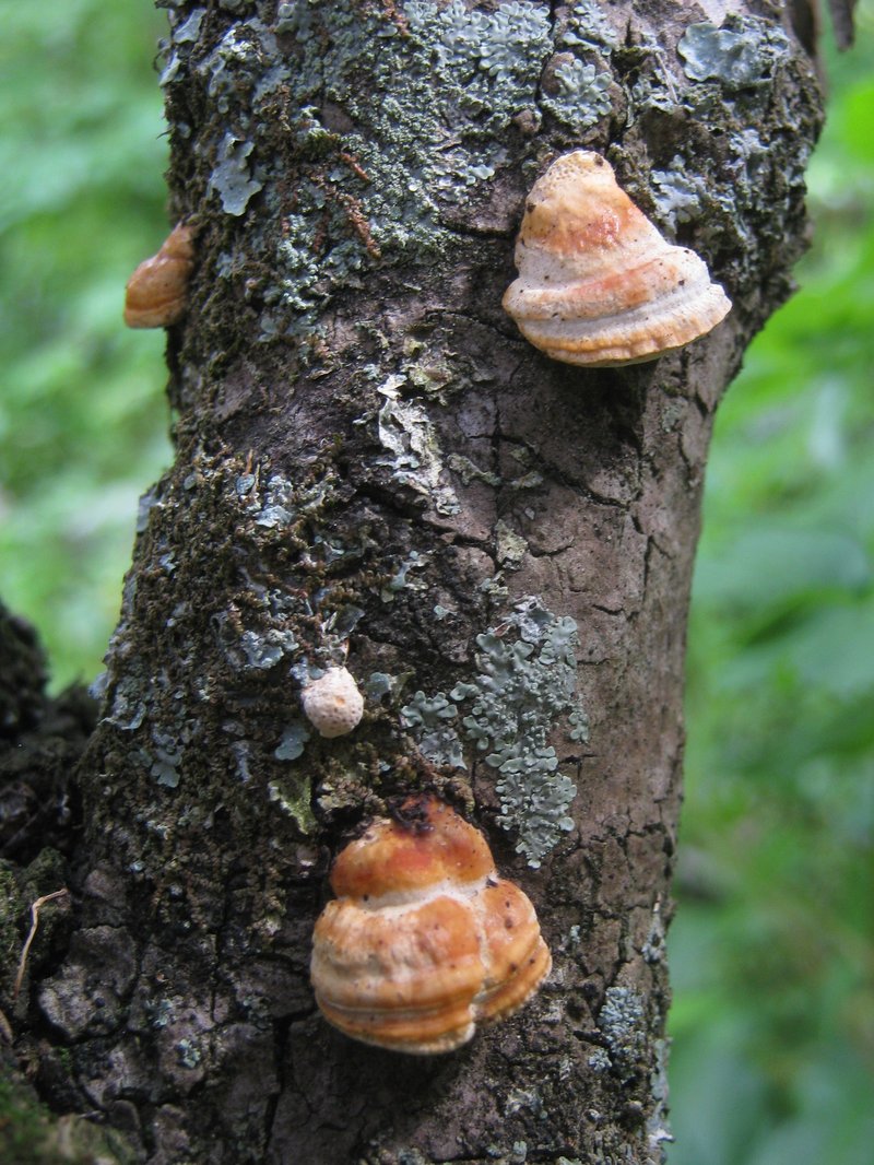 hybrid oak photo 4