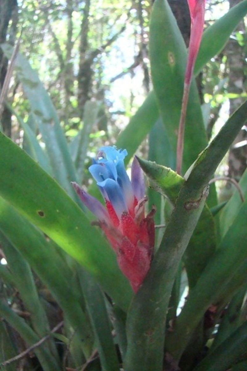 Quesnelia georgiizizkae photo 2