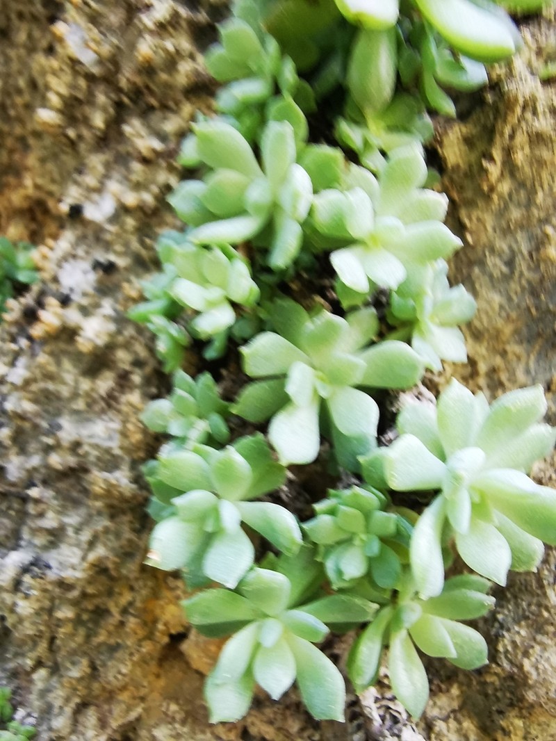 Quetzalcoatlia glassii