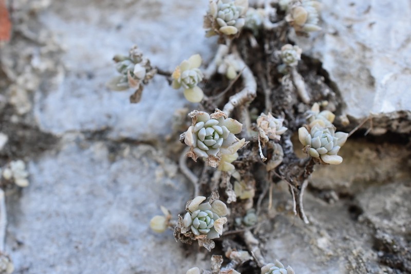 Quetzalcoatlia glassii photo 2