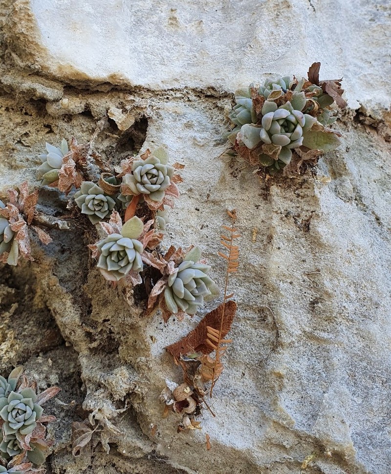 Quetzalcoatlia glassii photo 3