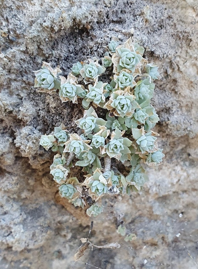 Quetzalcoatlia glassii photo 4
