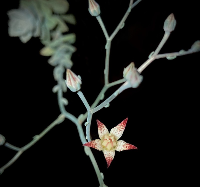 Quetzalcoatlia kristenii