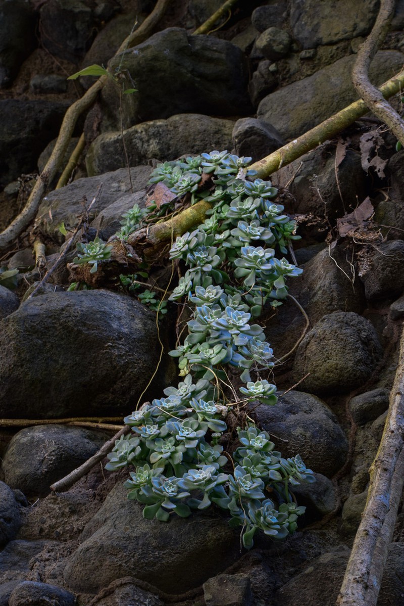 Quetzalcoatlia pentandra photo 2