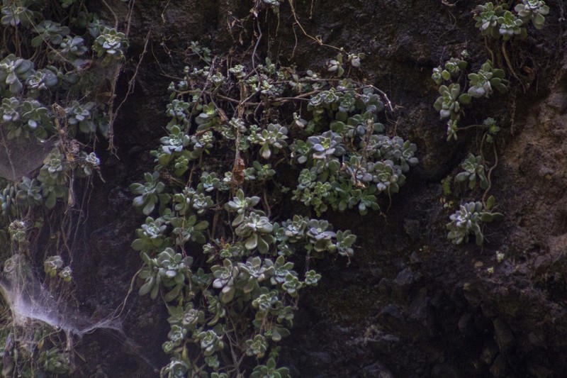 Quetzalcoatlia pentandra photo 5
