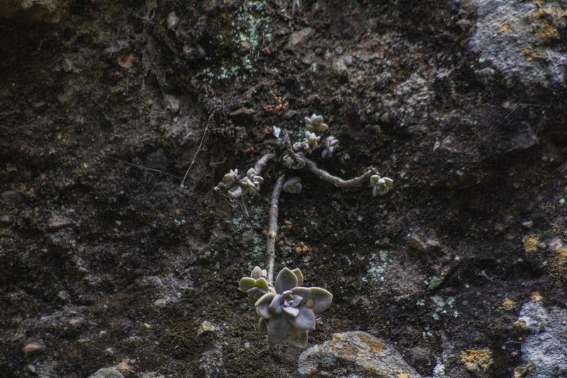 Quetzalcoatlia pentandra photo 6