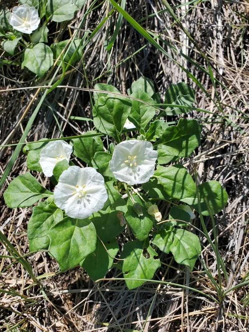 Chinese Lantern photo 3