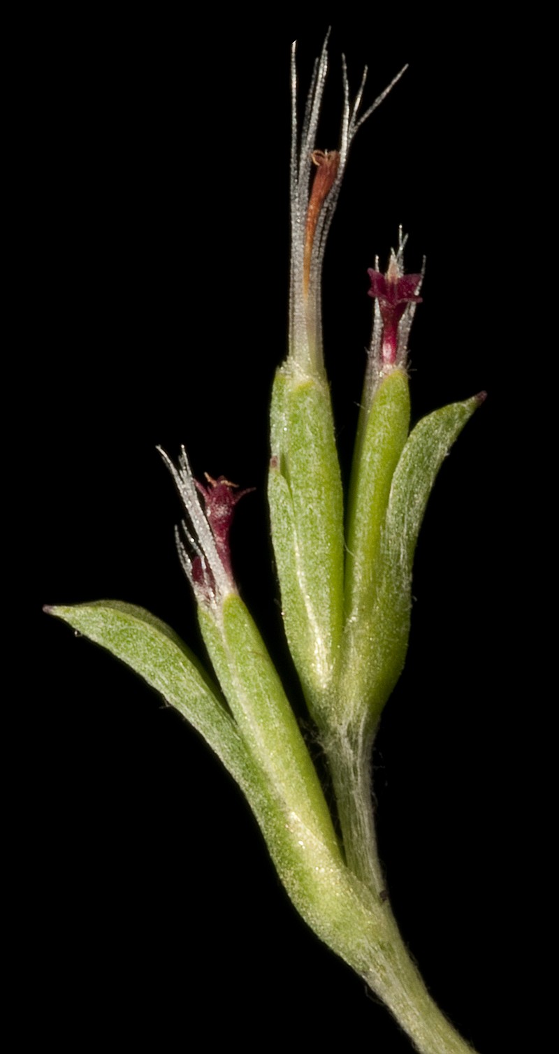 Quinetia urvillei