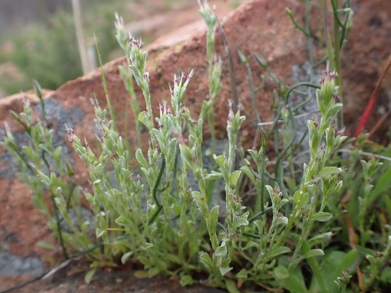 Quinetia urvillei photo 2