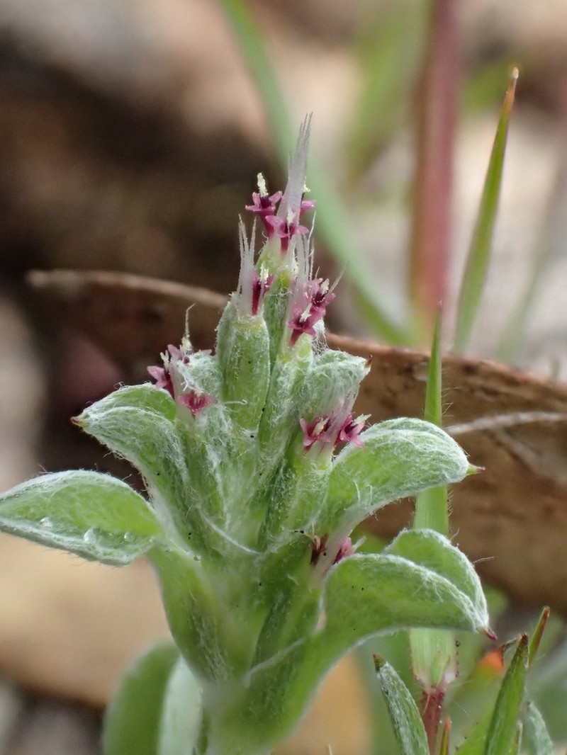 Quinetia urvillei photo 3